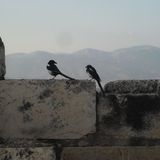 Αυτί Επαφής // Ear Contact # 15