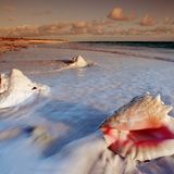 Sea Shells (Part 2)