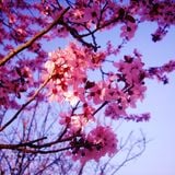Set Spring Begins