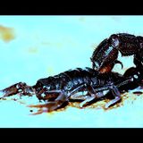 Freakshow - Parabuthus transvaalicus