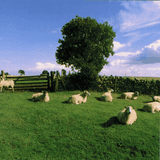 The KLF - Chillout (Mixed by DJ Taufiq)