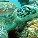 Plekktron - Fauna Mix (Progressive Psytrance)