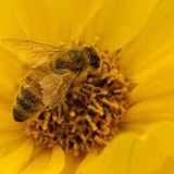Dusty Bee Storm 2015