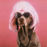 Spik - A Bone is "La Vie en Rose"