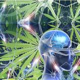 PSYCO G13******2014