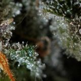 Ganja Dub