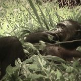 Bonobo Mix - 13-04-20