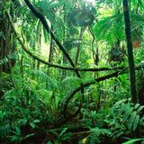 Jungle Terror