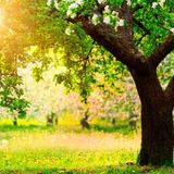 Spring Sound Mix 2015 - Dionysus