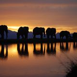 Ray's Ibiza 2014 mix | "Walking with Elephants"