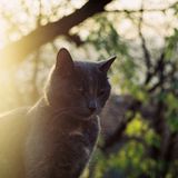 Iva alternativa - chillax right now! (playlist)