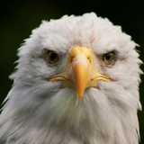 venin d'aigle chauve