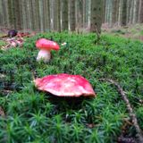 Post-Solstice Medicine Chill ~ Live Set