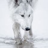 Traktmouse - Run with the Wolves (Special set) (Only Matador tunes)