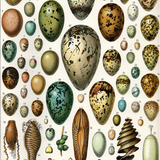 scenes from a very wildlife (birds)