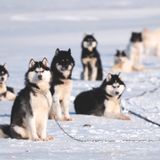 Dans le grand nord
