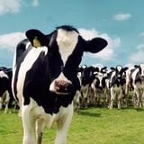Friesian Sessions: May 2015 Mix (Macrocosm)