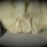 Weisse Bären im schwarzen Schaf