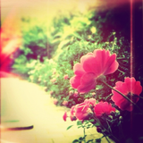 Flores