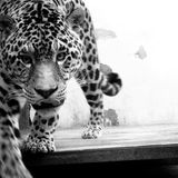 Hump-day mix 05.01.13