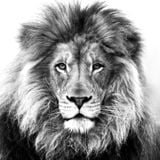 I am a Junglist SOUL-JAH