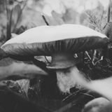 Niche Lounge - "Autumn"