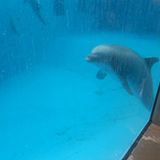 'For Dolphin Beachie (3) - Für Delphin Beachie - pour le dauphin Beachie'