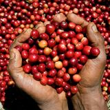 Sally Smith (independent research consultant) looks at the impact of fairtrade