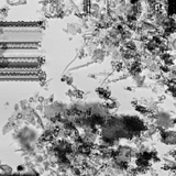Twin Peetz : Microscopic 012 (May2015)