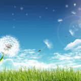 Solar Lights (Severn Suzuki Vocal Edit)