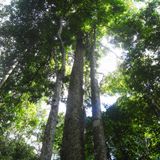 Radio Penn ar marc'h heg August 2015 : Sounds of the rain forest - Guyane