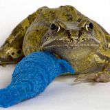 Throbbing Frog Meat