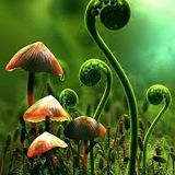 Spring Psycore Mix