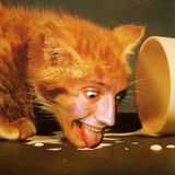 Jazz Cat