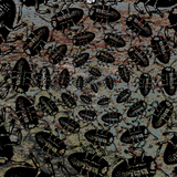 ChicOnAir presents "The Caucus Race and A Long Tale" (Alice in Wonderland series)_11.12.13