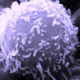 Lymphocytes