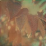 autumnsongs (2009)