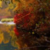 Herbst-Zeitlosen Teil 2
