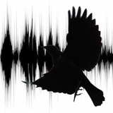 Chirp to my blackbird