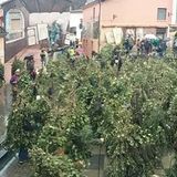 Jesce abballa saluta il carnevale con i riti arborei di SATRIANO e con MARCELLO COLASURDO e la sua