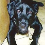 for me and my dog ... never forget hardstyle mini mix singe