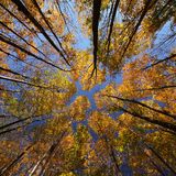 Ambient Aspirations Of An Atmospheric Autumn
