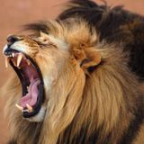 Lion Mix