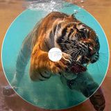 Sea Tigers from Galapagos