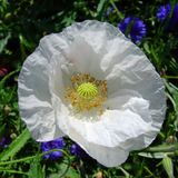 Remembrance & Action 2014
