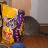 Cat Mix