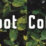 Rooted Spring Listening Party