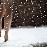 DANCING DECEMBER BY ANAKHEMIA