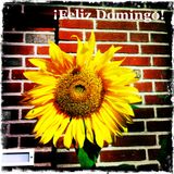 !Feliz Domingo! - Minimix