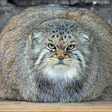 No fur is thick enough